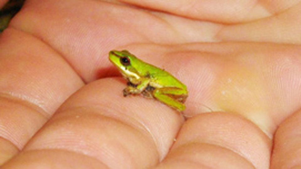 Earth Matters show logo - a human hand holding a very tiny frog