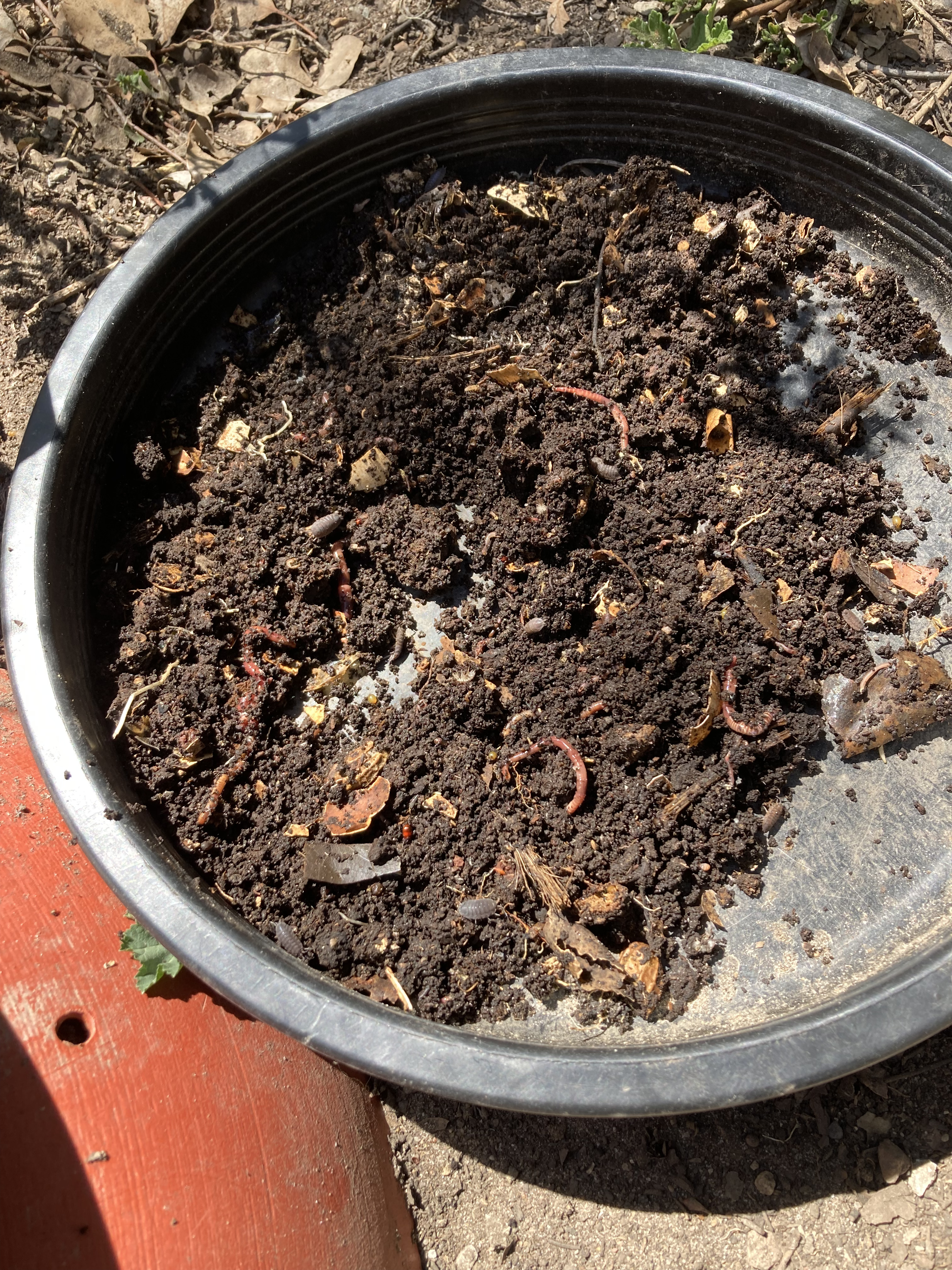 Worms in compost