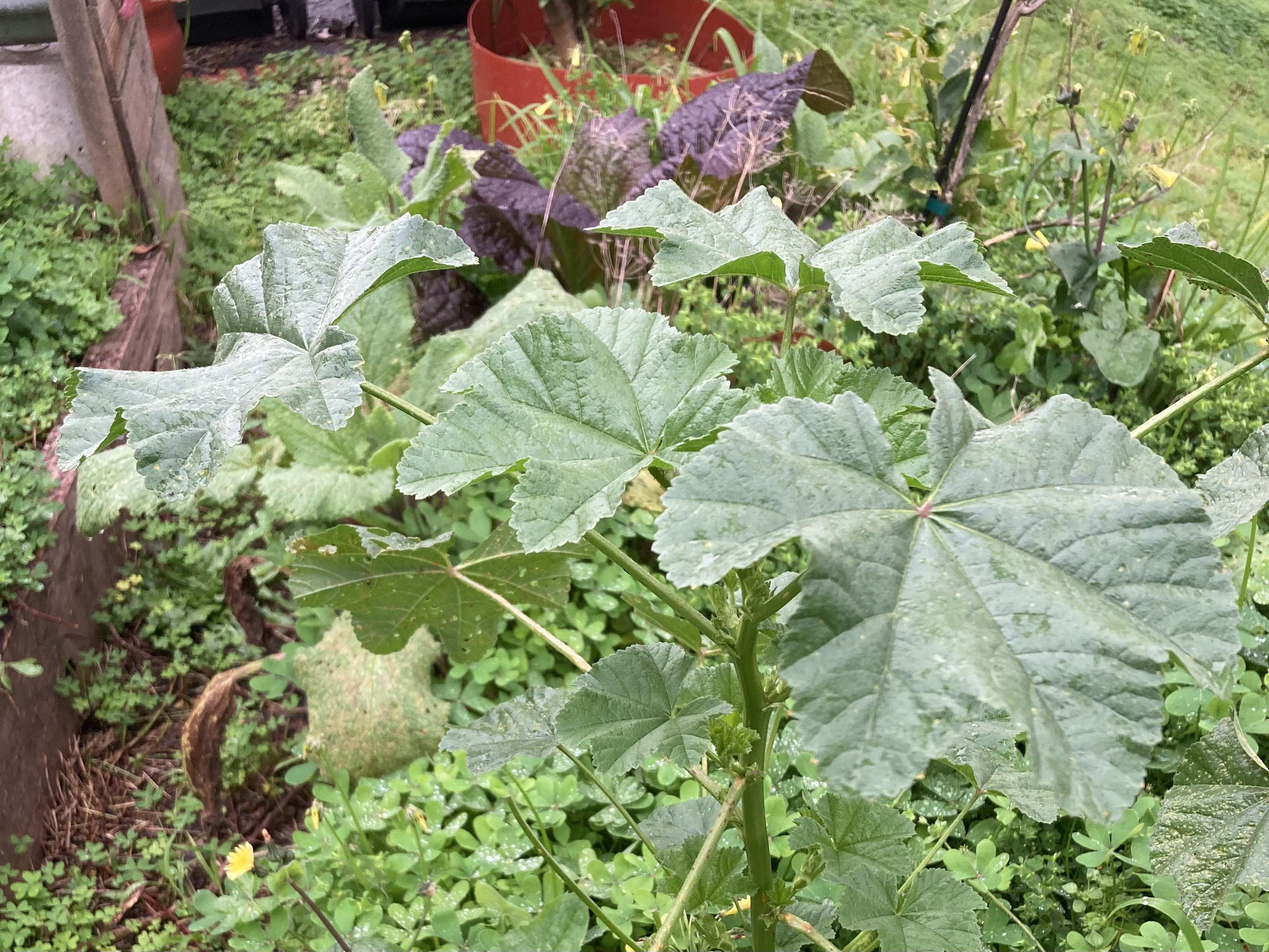 3CR Local food Connections Wild Edible Weeds