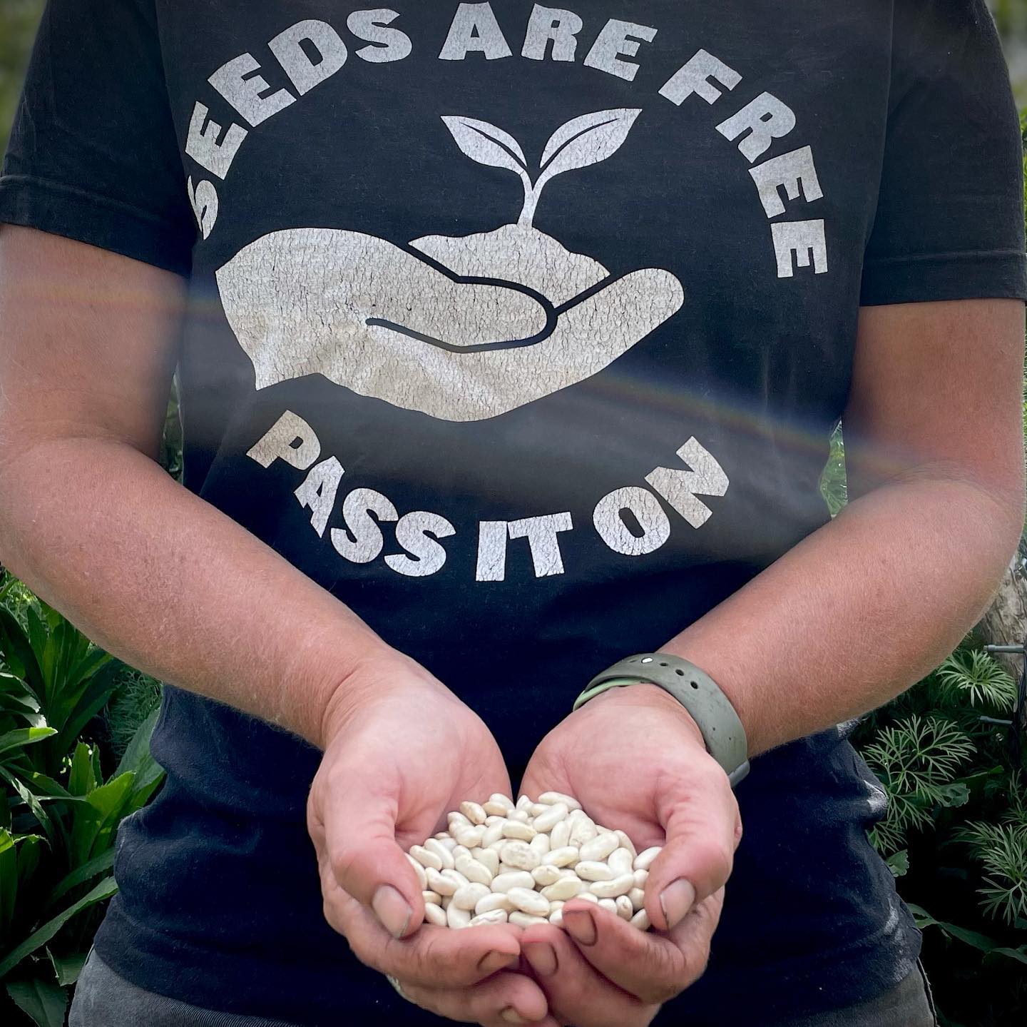 Saving and sharing heirloom seeds