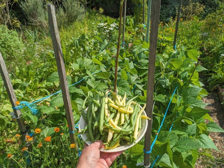 Growing green beans in Melbourne