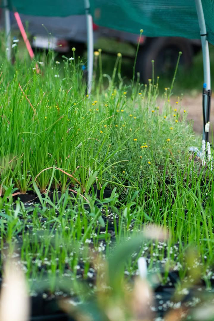 A photo of indigenous plants being grown in Bassalt Buddies nursery.