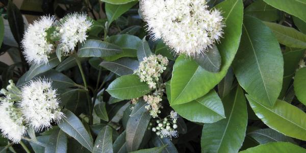 Lemon Myrtle, an Australian native edible plant