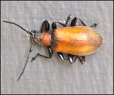 Omophlus Beetle
