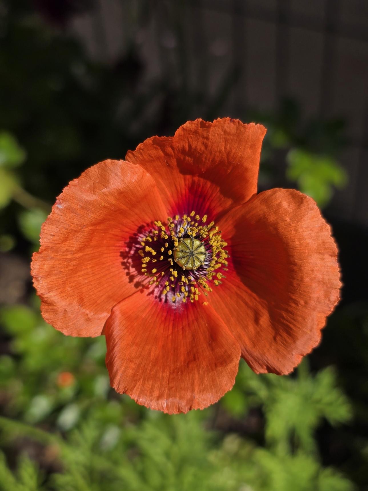 Poppy