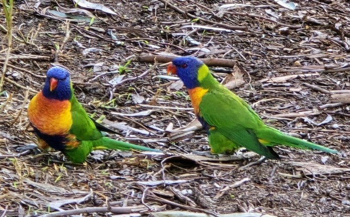Rainbow Lorikeets