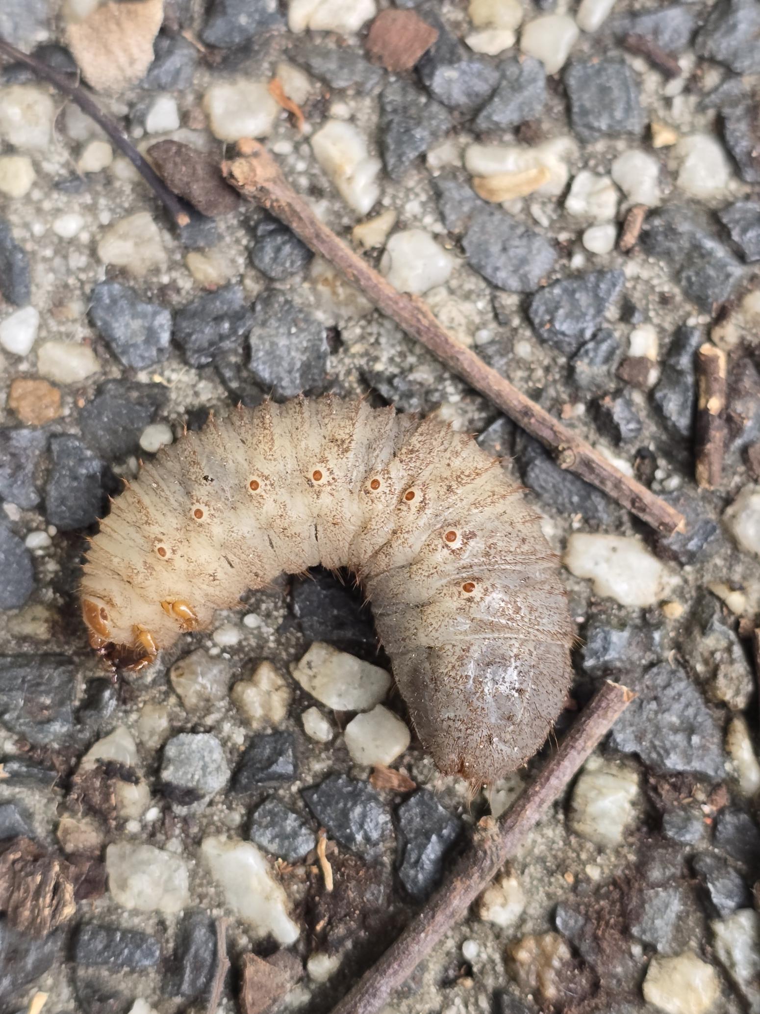 A common garden beetle larva, likely belonging to the Scarab family (Scarabaeidae). 
