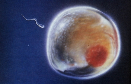 Ovulo siendo fecundado por espermatozoide. Esquema 3D. No respeta las proporciones. No se muestra corona radiada (Image by ScienceGenetics [CC BY-SA 3.0])