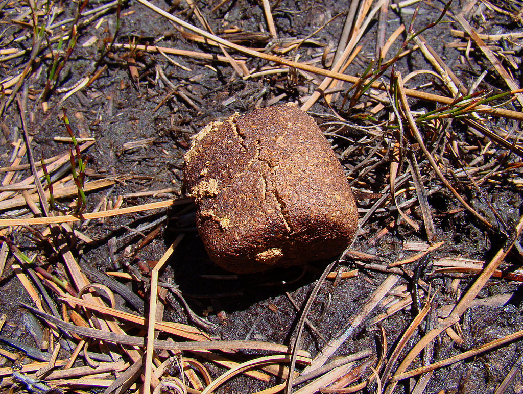 Cube-shaped wombat poo (photo by Bjørn Christian Tørrissen, via Wikimedia Commons)
