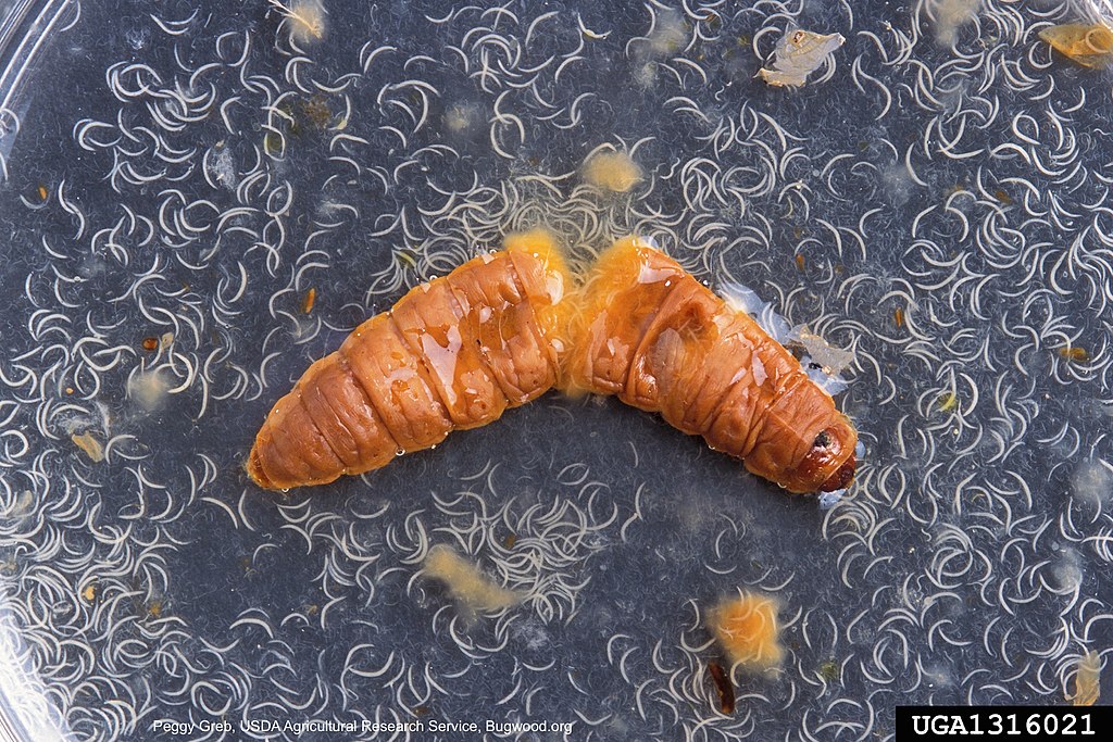 Some nematodes are used as biological pest control, like these Heterorhabditis bacteriophora emerging from a greater wax moth (Photo by Peggy Greb, USDA Agricultural Research Service, Bugwood.org / CC BY)