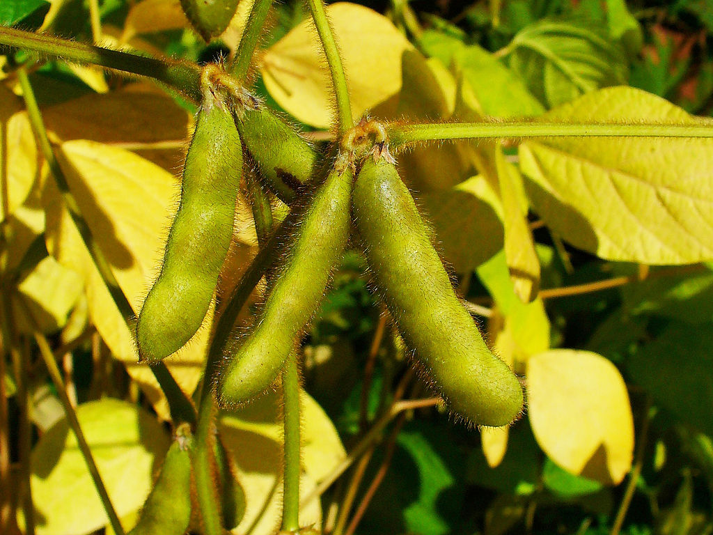 You may recognise it as edamame, but it's also known Glycine max, the ubiquitous soybean (Photo by H. Zell, via Wikimedia Commons)