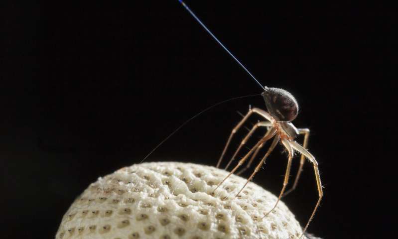 A spider on the seed head of a dandelion, tiptoeing to catch an electric field with its web (Photo: Michael Hutchinson)