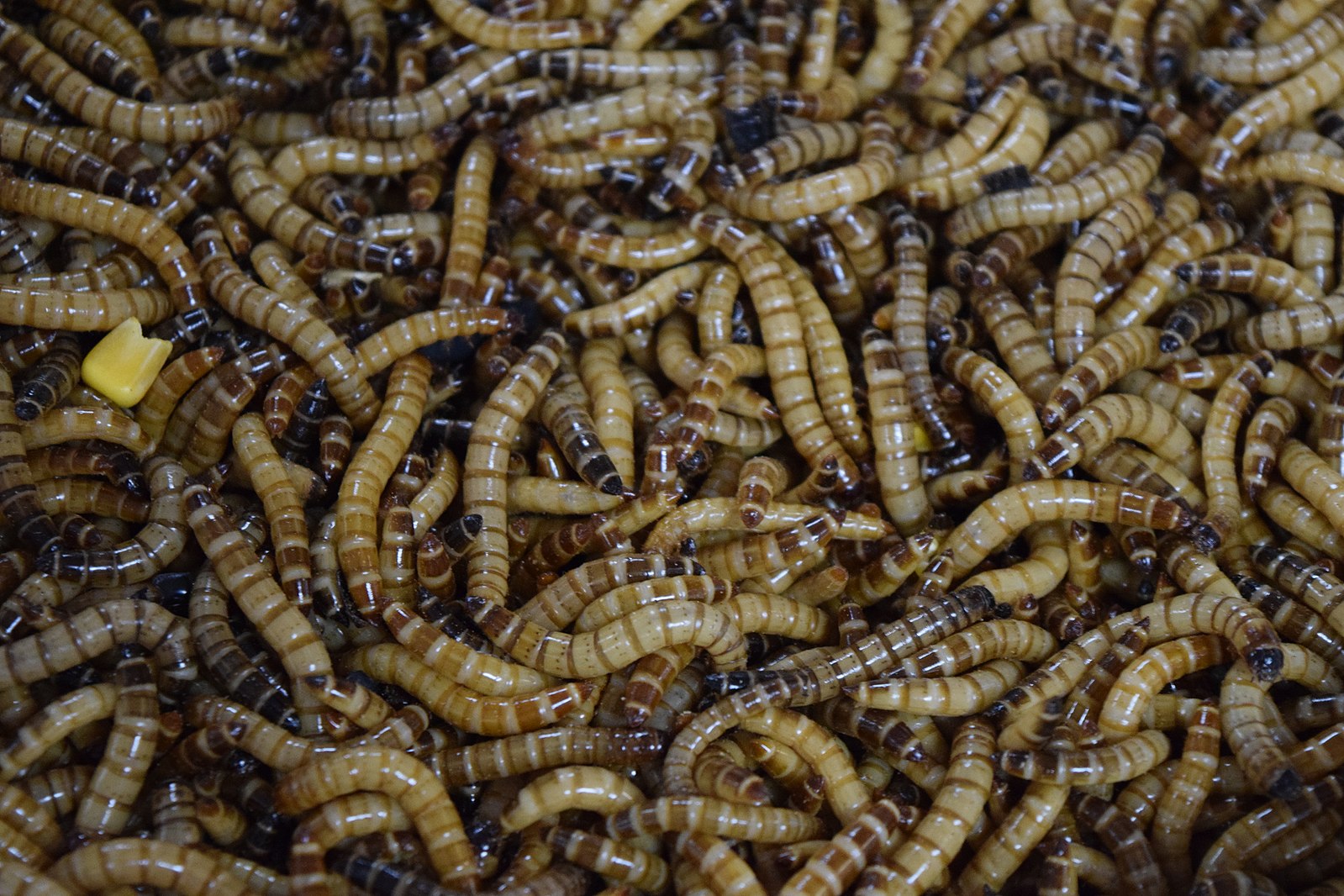 Plastic eating grubs and why twine is so strong