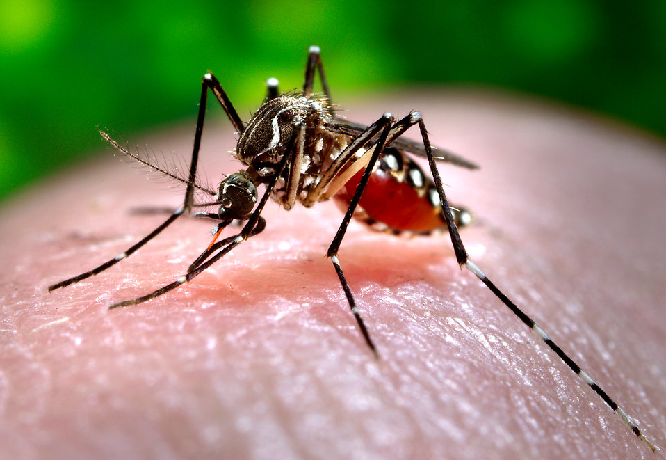 Mosquito numbers are up this year in Southern Australia