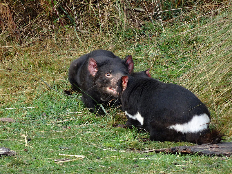 Tasmanian Devils are very bitey critters. Here are two of them fighting over food (Photo by amanderson2, via Flickr)