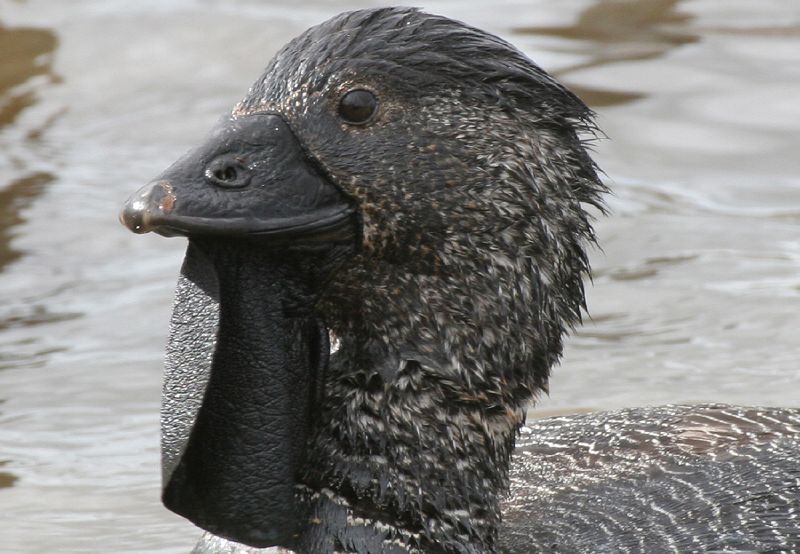 Not a bloody fool, it's a musk duck (Photo by Richard Crook via Flickr)