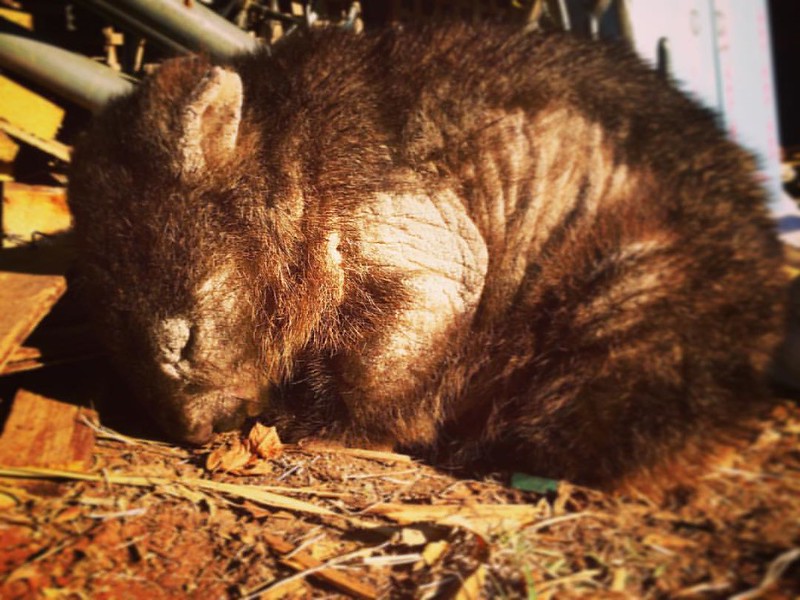 A sleeping wombat with sarcoptic mange, one of the biggest threats they face (photo by UpSticksNGo Crew, via Flickr)