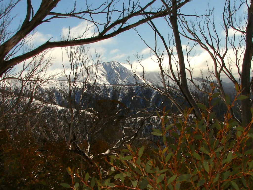 Fire-damaged snow gums at Mt Feathertop, Victoria (Photo by Tatters, via Flickr)