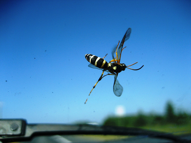 Windscreen wasp seen from inside a car (Photo by Leogirly4life, via Flickr)