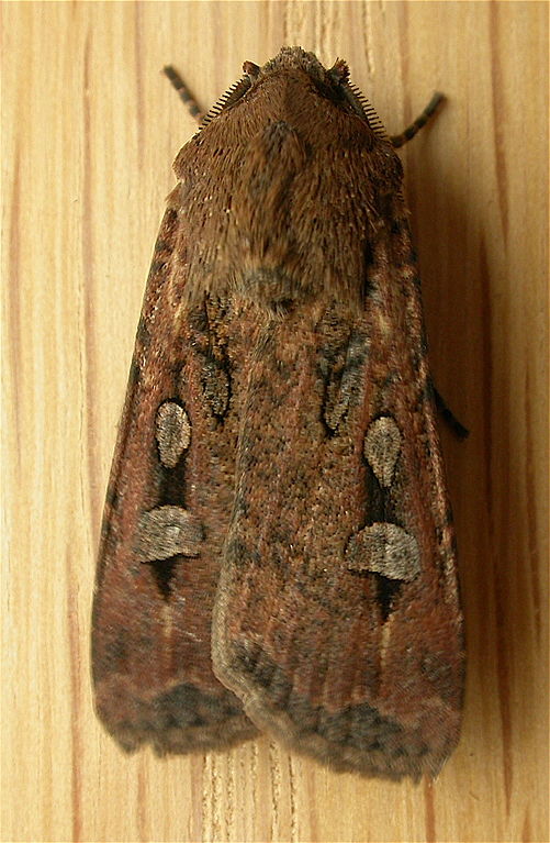 Agrotis infus, the Bogong Moth