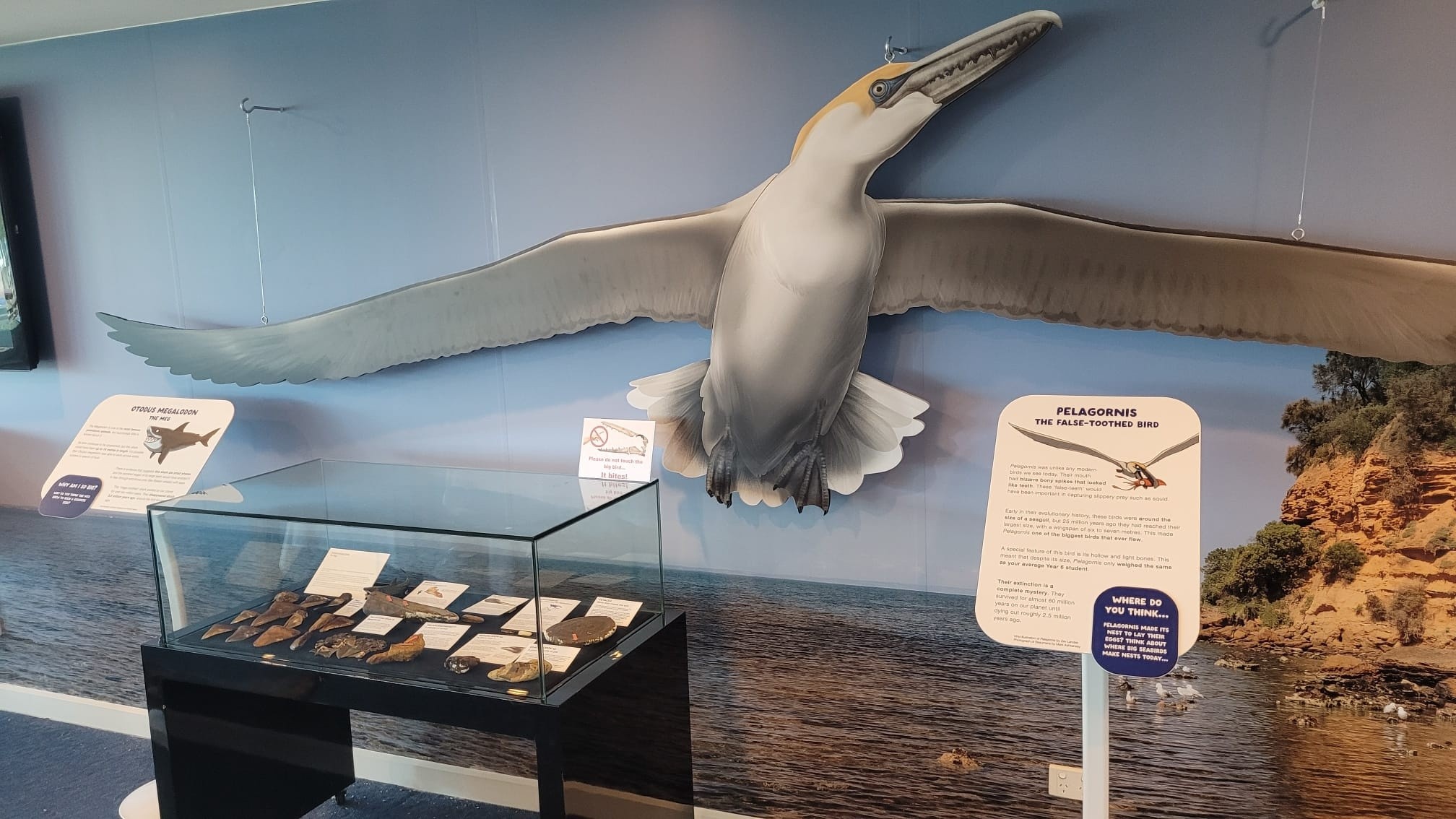 A wall with a large prehistoric bird on it, and museum displays in front