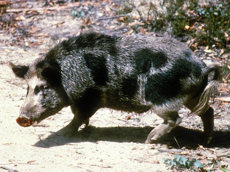 Feral pig (Sus scrofa) Near Canberra, ACT (Photo by CSIRO, CC BY 3.0, via Wikimedia Commons)