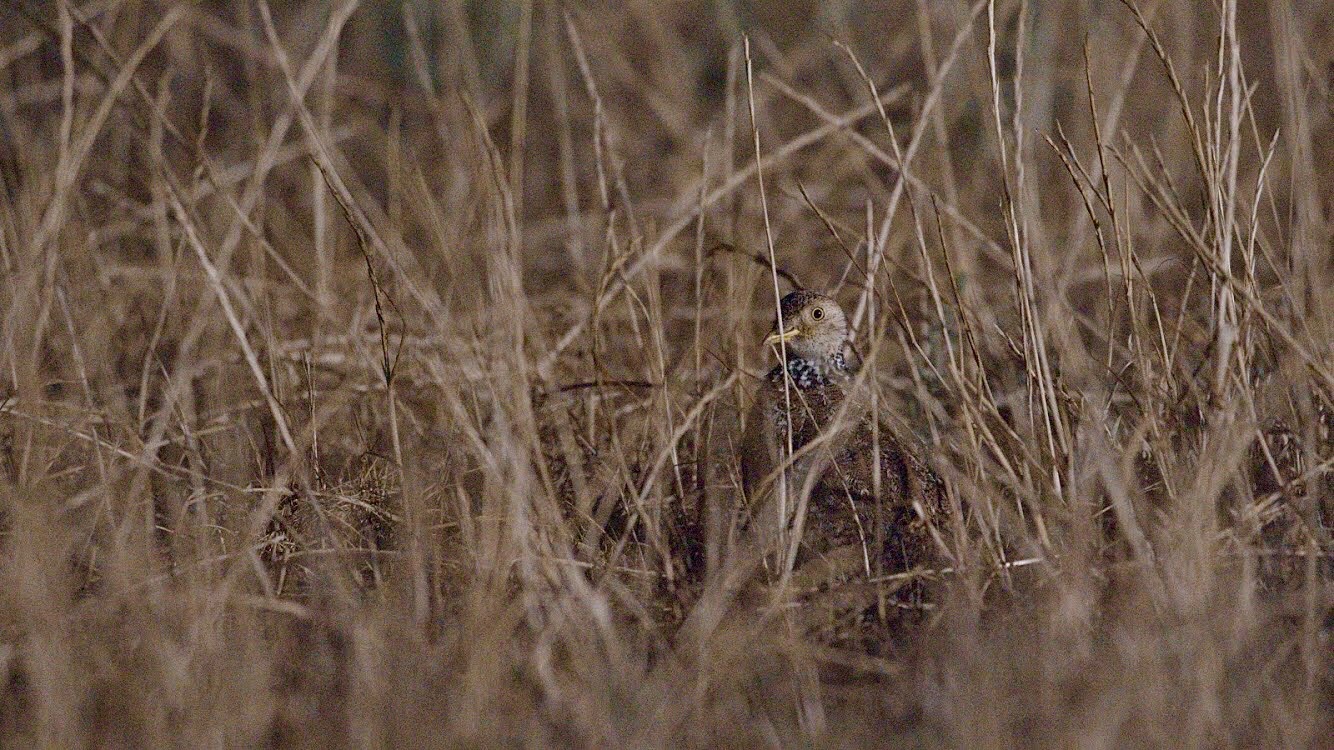 Plains Wanderer camouflaged in grasses