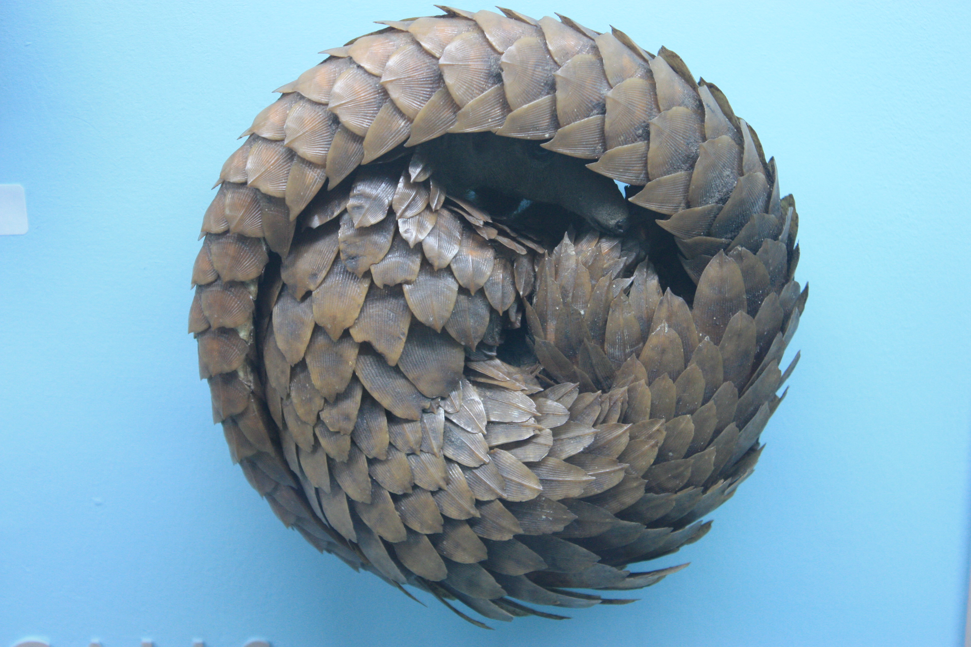 A pangolin in defensive pose