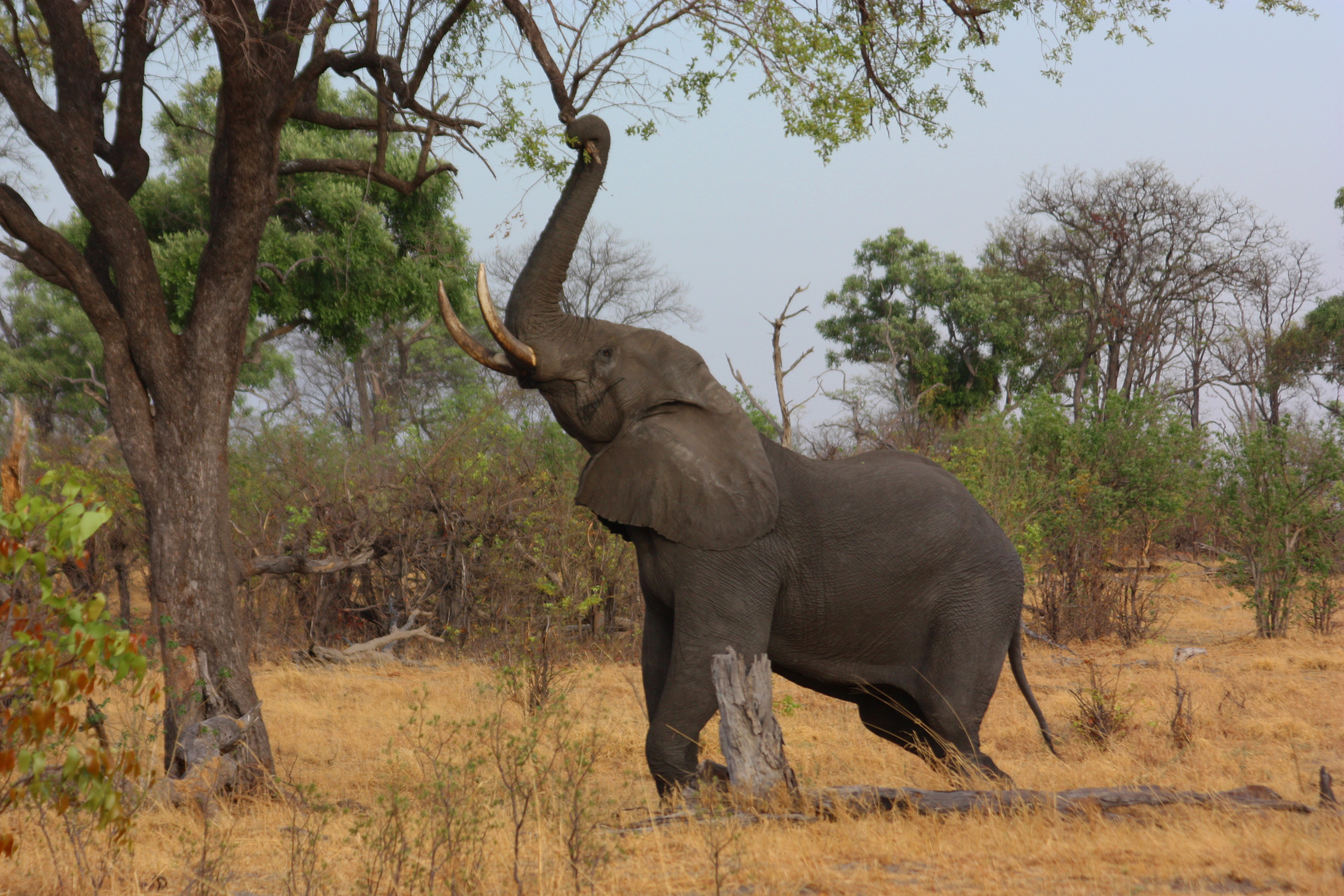 We've all heard an elephants trumpet, but how about music from sounds we can't hear?