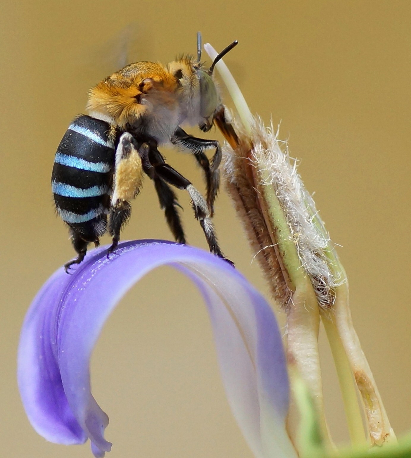 Australian native bee pollinates flower