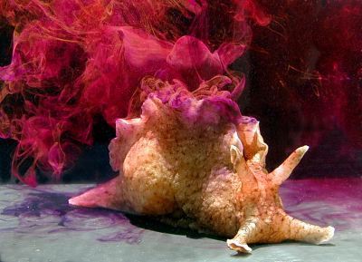 Aplysia californica, a California sea hare of the species that had its memory transferred (Photo by Genny Anderson, via Wikimedia Commons)