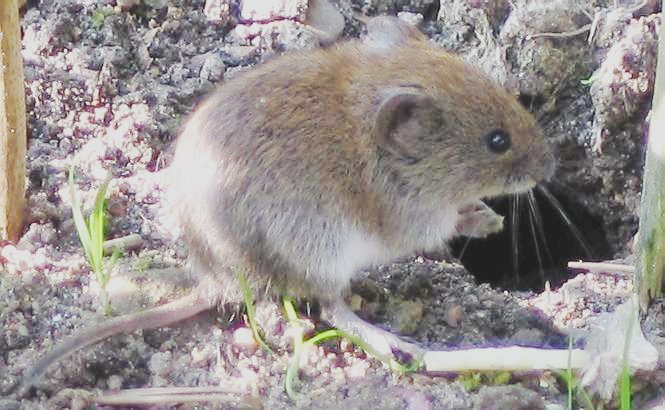 I am a vole and I live in a hole