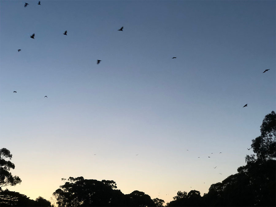 Grey-headed flying foxes flying out from their colony at Yarra Bend Park (Photo: Chris Lassig)