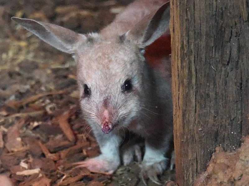 Have you seen how cute bilbies are? I mean, have you? (Photo by Sardaka, via Wikimedia Commons)