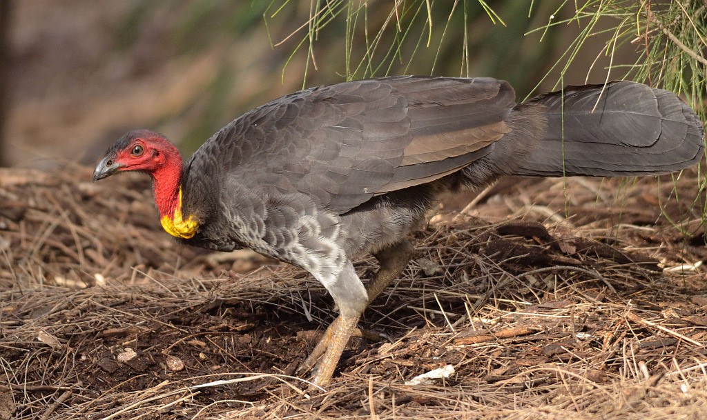 The humble Brush Turkey