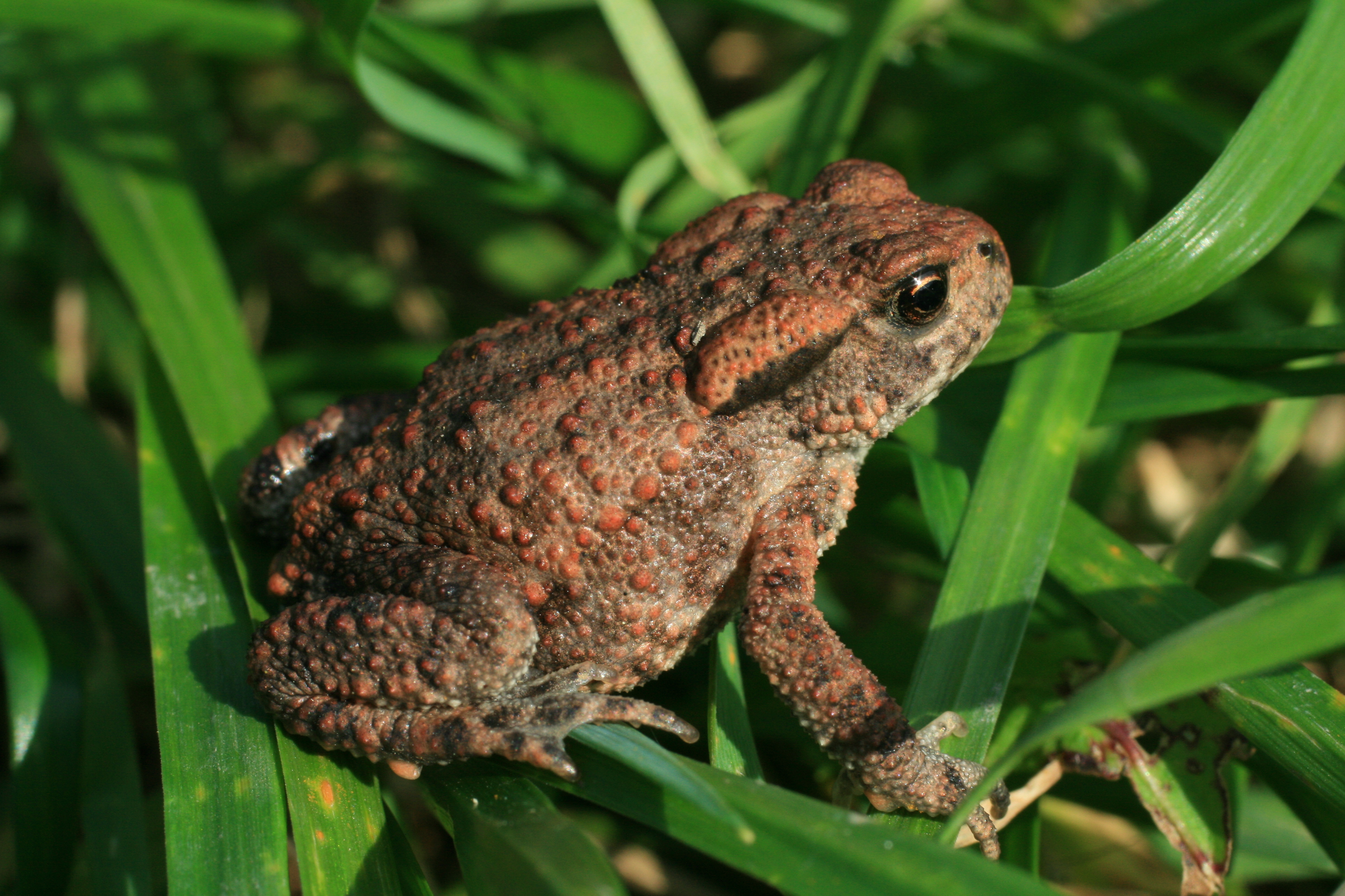 Common European toad, Bufo Bufo