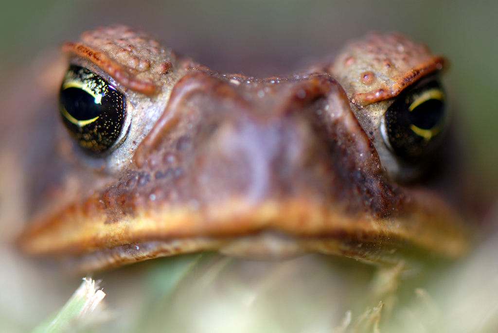Look into the eyes of the toad—the cane toad, Bufo marinus (Photo by Sam Fraser-Smith, via Wikimedia Commons)