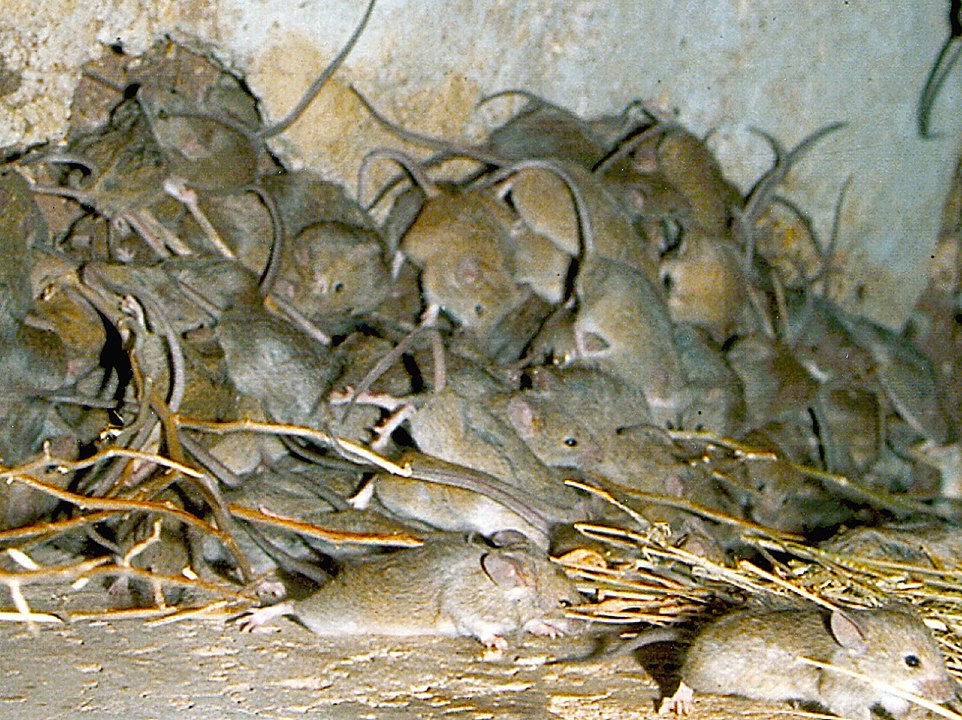 Mouse plague in 2007, probably very similar to the current one because mice look pretty much the same (Photo by CSIRO, CC BY 3.0, via Wikimedia Commons)