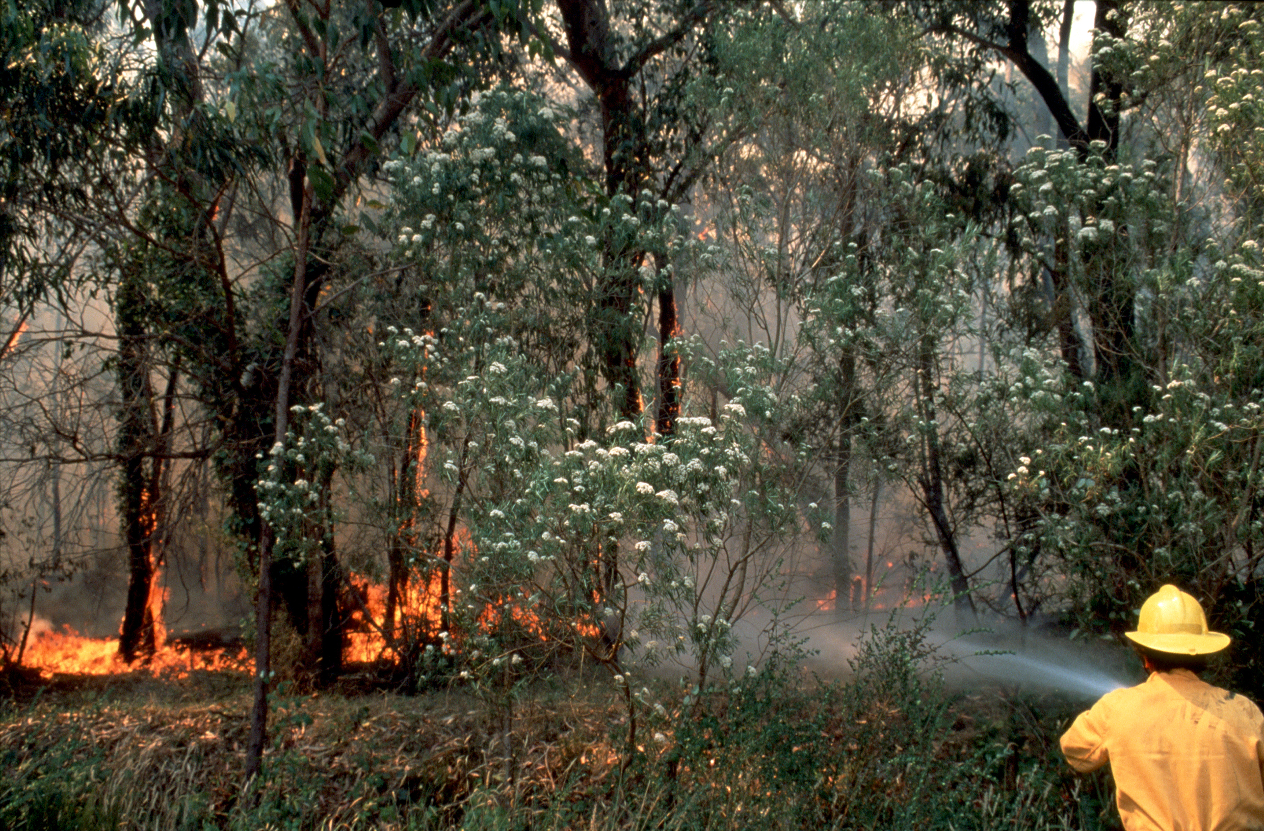 Fighting a bushfire