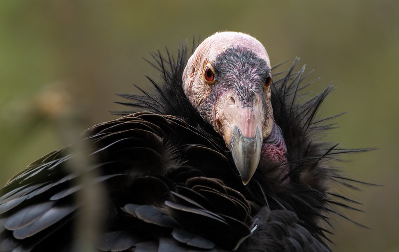 California condor, Gymnogyps californianus (photo by Wade Tregaskis, via Flickr)