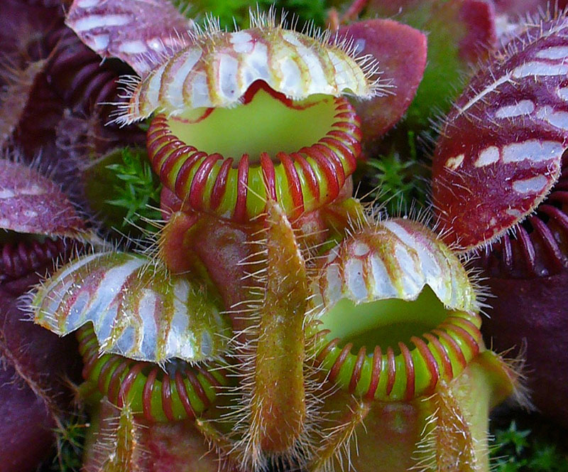 Albany pitcher plant, Cephalotus follicularis (photo by H. Zell, via Wikimedia Commons)