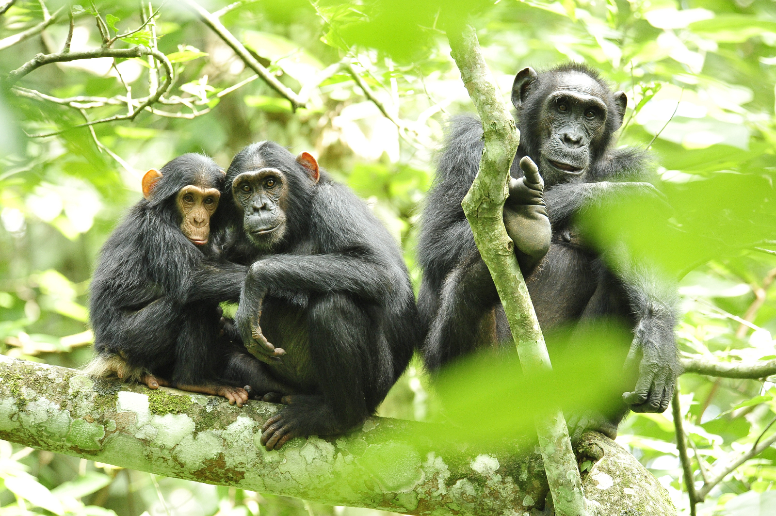 Chimpanzees copy behaviour that has no direct benefit