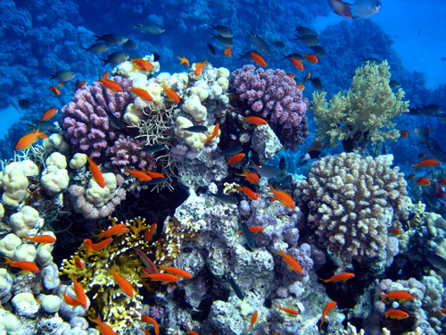 Coral growth was one of the measures used in a recently published study to track climate for the last 500 years