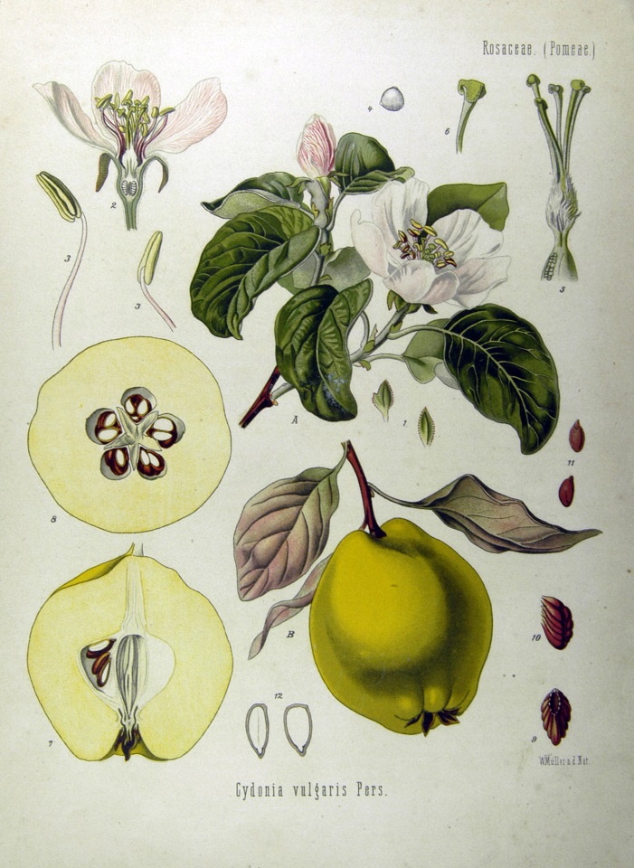 The humble Quince