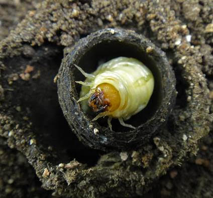 Dung beetle larva inside a broodball made of poo (photo supplied by Valerie Caron, CSIRO)