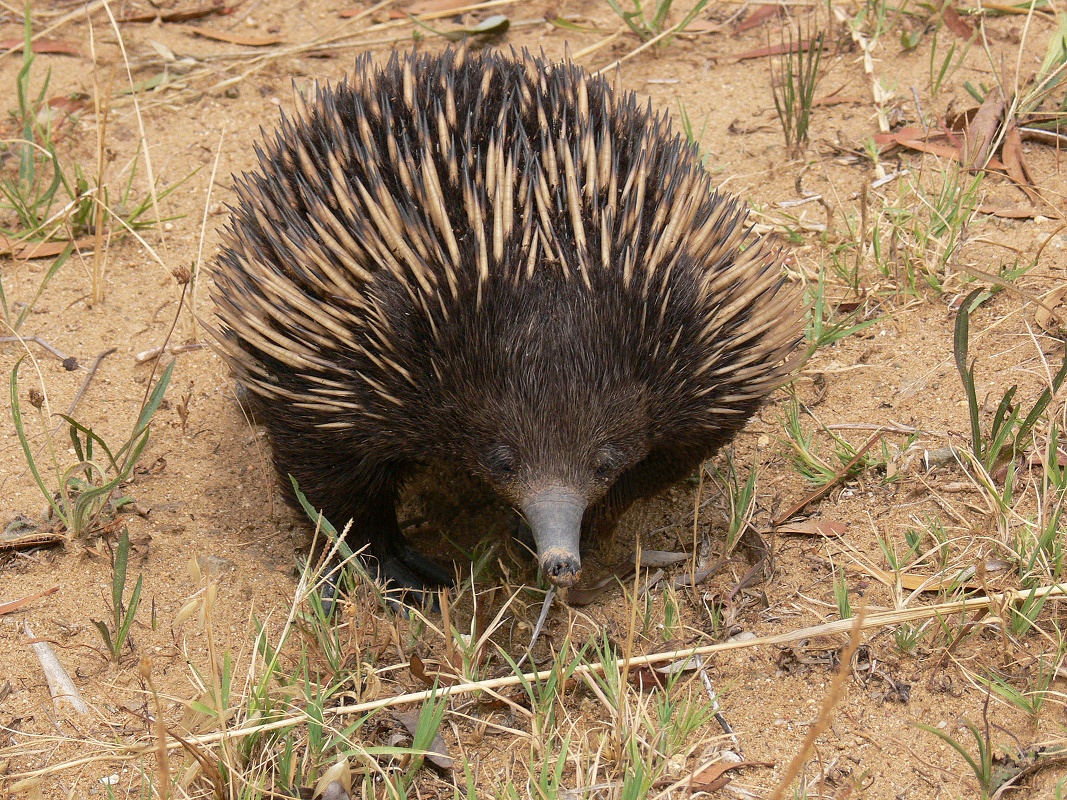 Echidnas are one of the few species of Monotremes in the world
