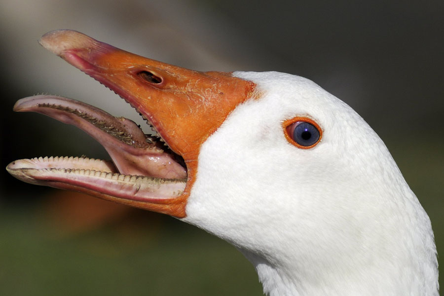 Goose don't really grow teeth on their tongues, but what if they could? (Photo by Jayt74, via Flickr)