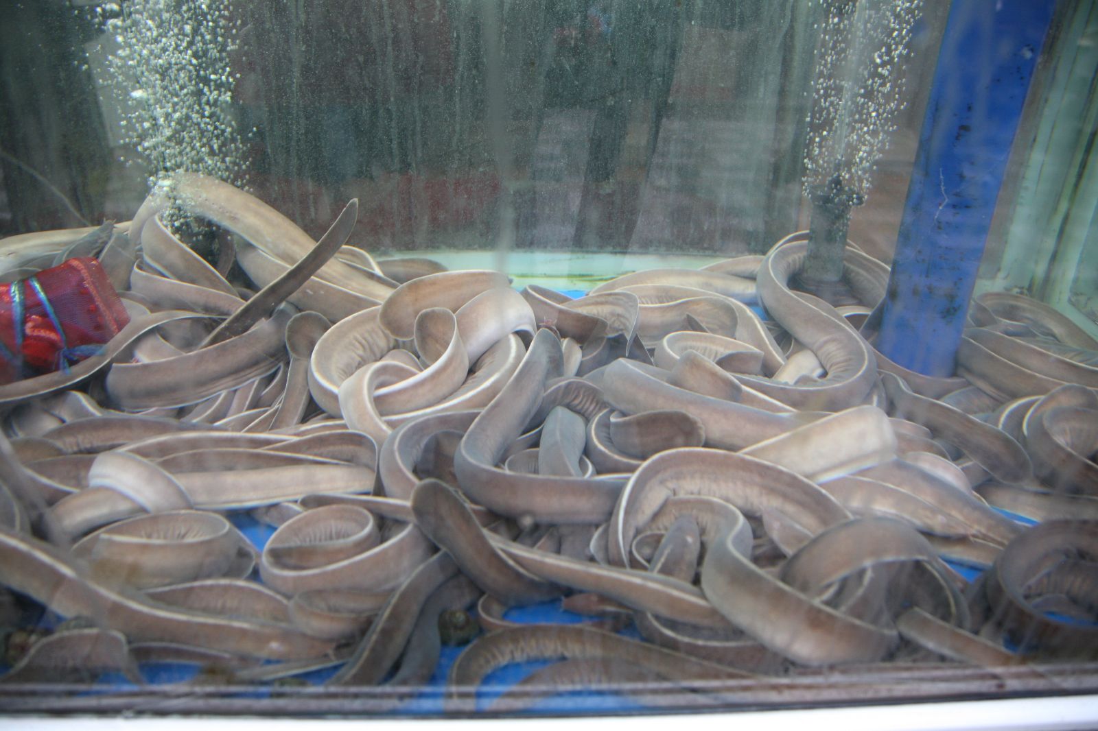 Hagfish or Slime eel