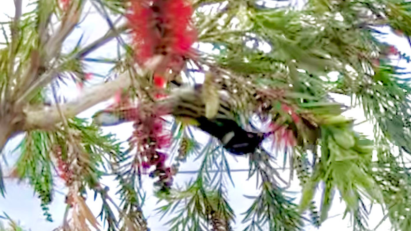 A blurry photo of a New Holland Honeyeater, a passerine (songbird) seeking out sweet, sweet nectar (Photo by Chris Lassig)
