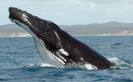 Humpback Whale breaching